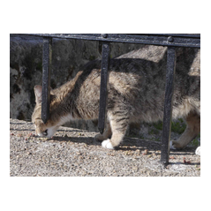 Focal View images