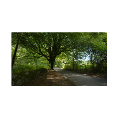 Focal View images