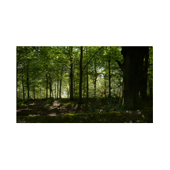 Focal View images